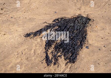 Alghe, arricchiolature, essiccate su spiaggia sabbiosa, Regno Unito. Medicinale. Fucus vesiculosus. Foto Stock