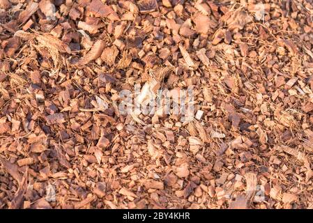 Conchiglia di cocco mescolata con suolo per piantare alberi. Pianta organica concetto. Foto Stock