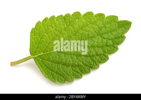 foglia di balsamo di limone isolata su sfondo bianco Foto Stock