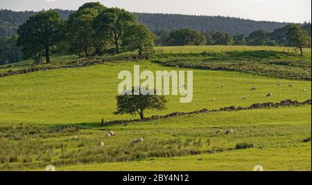 Pascolo delle pecore sulle pendici della Fewston Valley vicino a Harrogate, nello Yorkshire occidentale, in campi vicino al bacino idrico in un Summers Day nel mese di giugno. Foto Stock