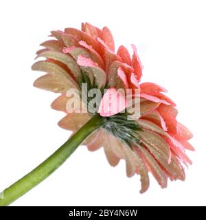 Pink daisy-gerbera con gocce d'acqua isolato su bianco Foto Stock