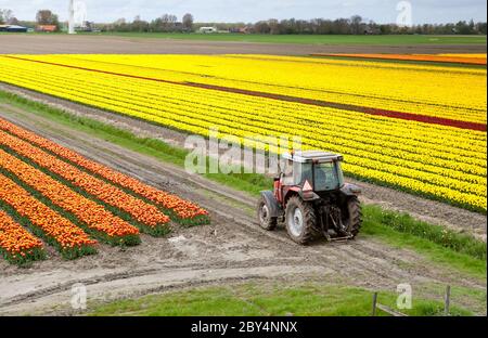 trattore sul campo del tulipano Foto Stock