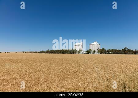 Maturazione del grano in un campo con silos bianchi in Australia del Sud rurale Foto Stock