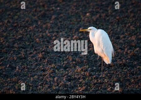 Un grande airone bianco è in piedi su terreni agricoli nella scarsa luce del sole che tramonta durante la primavera. Foto Stock