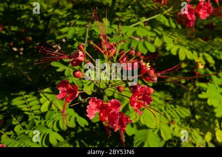 Bella fiori tropicali rossi Peacock Flower (Caesalpinia pulcherrima) Foto Stock