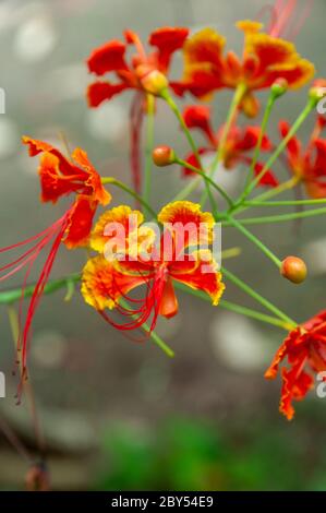 Bella fiori tropicali rossi Peacock Flower (Caesalpinia pulcherrima) Foto Stock