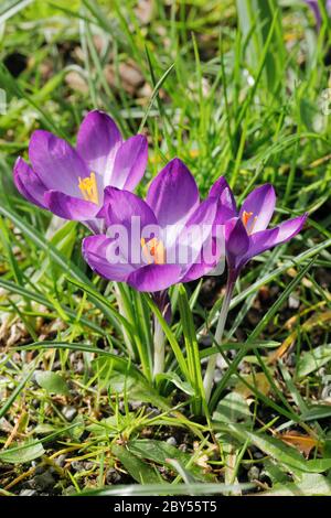 crocus (Crocus spec.), croci in un prato in primavera, Svizzera Foto Stock