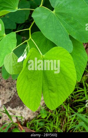 Foglie verdi di Orchidea tropicale (Bauhinia purpurea) Foto Stock