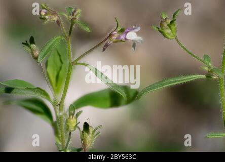 Piccolo toadflax, comune nana Snapdragon (Chaenorhinum meno, Chenarhinum meno), fiori e frutti, Germania, Baviera Foto Stock