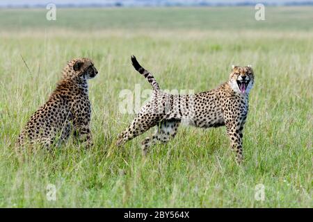 Ghepardo (Achinonyx jubatus), stretching e sbadigli, Kenya, Masai Mara National Park Foto Stock