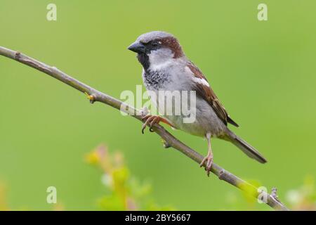 Passera di casa (Passer domesticus), maschio seduto su un piccolo ramoscello su sfondo verde, Paesi Bassi Foto Stock