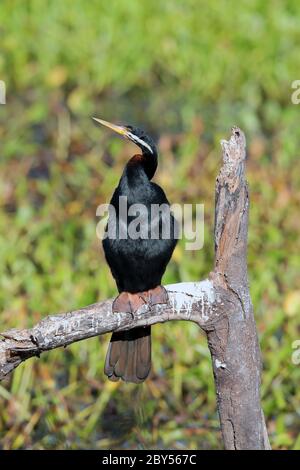 Il darter australiano (Anhinga novaehollandiae), siede su Deadwood, Australia, Mackay Foto Stock