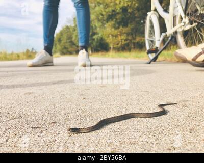 Serpente liscio (Coronella austriaca), su un sentiero pubblico nel parco nazionale, attraversando una strada sterrata, Paesi Bassi, Gelderland, Parco Nazionale Hoge Veluwe Foto Stock