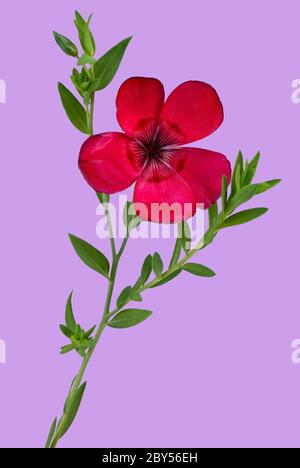 Scarlet lino (Linum grandiflorum rubrum), fioritura Foto Stock