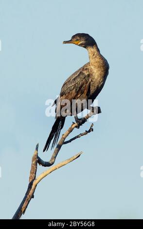 Cormorano neotropico (Phalacrocorax brasilianus, Phalacrocorax olivaceus), Giovanile arroccato su un albero, Stati Uniti, Texas, Galveston County Foto Stock