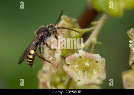 Ape di cucù, cucucuculo-ape (spec. Di Nomada), visitando un fiore di ribes rosso, Ribes rubrum, Germania Foto Stock