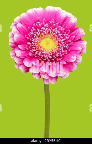 Zinnia, giovani e anziani, Zinnia comune (Zinnia elegans), fioritura, Germania, Studio Foto Stock