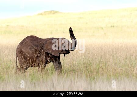 Elefante africano (Loxodonta africana), giovane elefante che cammina su erba secca con tronco rialzato, vista laterale, Kenya, Masai Mara National Park Foto Stock