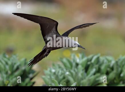 Noddy comune, Brown Noddy (Anous stolidus), in volo, Australia, Lady Elliot Island Foto Stock