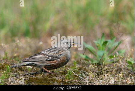 Accentor alpino (Prunella collaris), Adulti, sorpasso primaverile dalle montagne dell'Europa meridionale, dei Paesi Bassi, del Berkeneiland Foto Stock