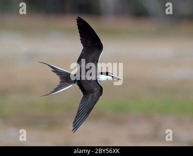 Terna bridled (Sterna anaethetus, Onychoprion anaethetus), in volo, Australia, Lady Elliot Island Foto Stock