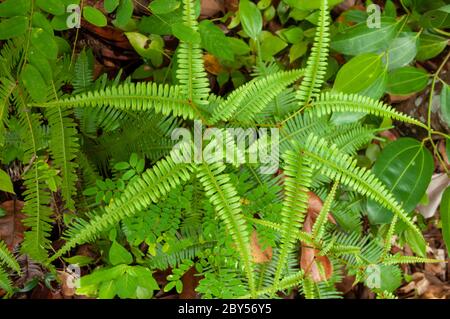 Foglie verdi della pianta tropicale Falso Staghorn Fern (Diclanopteris linearis) un membro della famiglia Ferns biforcato Gleicheniaceae Foto Stock
