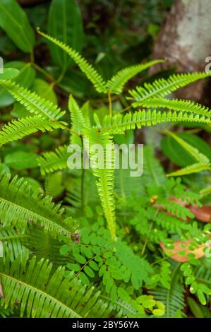 Foglie verdi della pianta tropicale Falso Staghorn Fern (Diclanopteris linearis) un membro della famiglia Ferns biforcato Gleicheniaceae Foto Stock