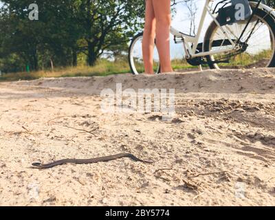 Serpente liscio (Coronella austriaca), su un sentiero pubblico nel parco nazionale, attraversando una strada sterrata, Paesi Bassi, Gelderland, Parco Nazionale Hoge Veluwe Foto Stock