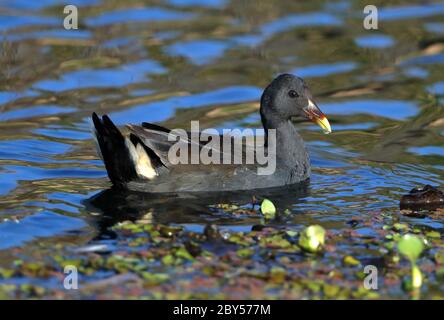 Moorhen (gallinula tenebrosa), nuoto, Australia, Mackay Foto Stock