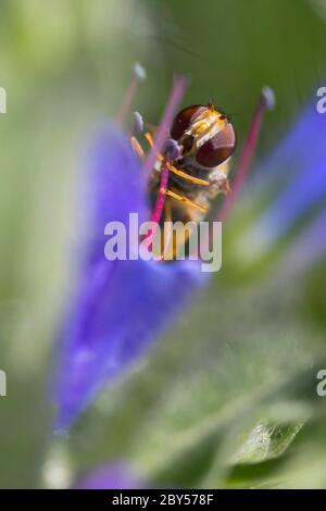Marmalata hoverfly (Episyrphus balteatus), femmina raccoglie il polline dal vigore di blueweed, Echium vulgare, Germania Foto Stock