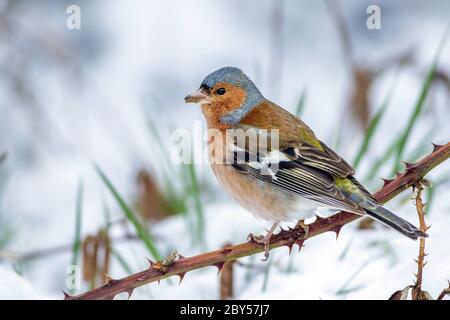 Chaffinch (Fringilla coelebs), maschio in inverno, Germania, Baden-Wuerttemberg Foto Stock