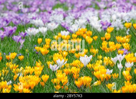 crocus (Crocus spec.), croci in un prato in primavera, Svizzera Foto Stock