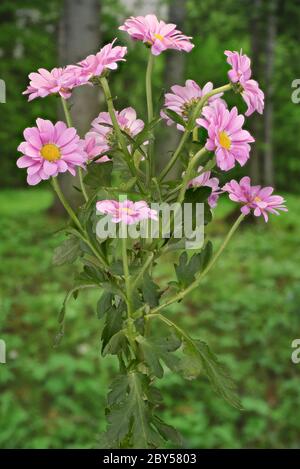 Costmary, Cinese Aster, crisantemo, Mamma, giardino mamma (Dendranthema x grandiflorum, Dendranthema grandiflorum, Dendranthema indica, Chrysanthemum indicum, grandiflorum crisantemo, crisantemo x grandiflorum), fioritura Foto Stock