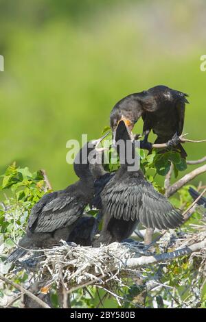 Cormorano neotropico (Phalacrocorax brasilianus, Phalacrocorax olivaceus), adulto al nido con diversi pulcini più anziani, tempo di alimentazione, USA, Texas, Galveston County Foto Stock