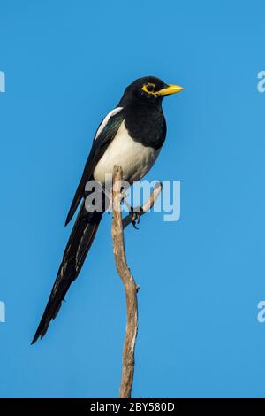 Maggie, Pica nutalli (Pica nutalli), con fatturazione gialla, si trova in una filiale, USA, California, Central Valley Foto Stock