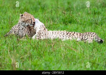 Ghepardo (Achinonyx jubatus), due ghepardi giacciono insieme sull'erba nella savana e coccolati, Kenya, Masai Mara National Park Foto Stock