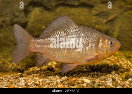 Carassio comune (Carassius carassius), nuoto Foto Stock