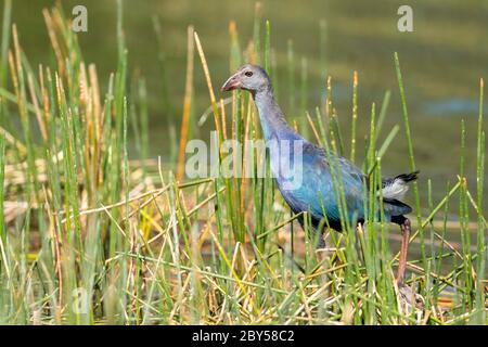 Palude grigia (Porphyrio porphyrio poliocephalus, Porphyrio poliocephalus), camminata immatura nella palude, USA, Florida Foto Stock