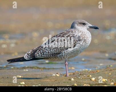 Gabbiano di aringa (Larus argentatus), primo inverno in piedi su una spiaggia, Portogallo Foto Stock