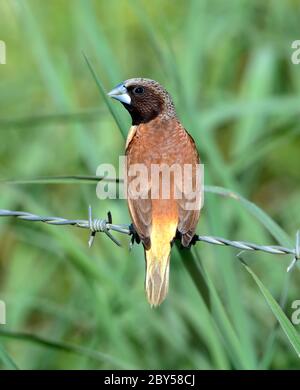 Mannichino castagno, Monia castagnata, Bird Bully (Lonchura castaneotorax), arroccato su filo spinato. Conosciuto anche come la Munia di castagno-breasted o Bully Bird., Australia, Queensland Foto Stock