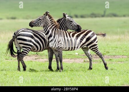 Zebra di Grevy (Equus grevyi), due zebre che si curano l'una dell'altra, vista laterale, Kenya, Masai Mara National Park Foto Stock