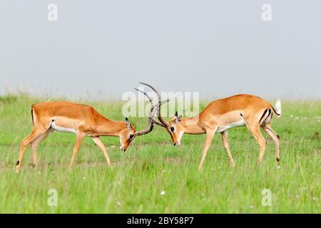 impala (Aepyceros melampus), due maschi in lotta nella savana, vista laterale, Kenya, Masai Mara National Park Foto Stock