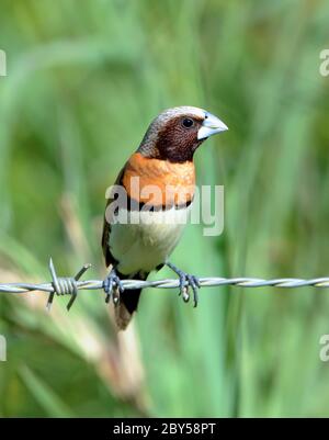 Mannichino castagno, Monia castagnata, Bird Bully (Lonchura castaneotorax), arroccato su filo spinato. Conosciuto anche come la Munia di castagno-breasted o Bully Bird., Australia, Queensland Foto Stock