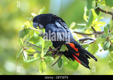 Black-Cockatoo (Calyptorhynchus banksii), arroccato su un albero, Australia, Townsville Foto Stock