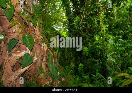 Paesaggio con foglie verdi di Philodendron (Philodendron hederaceum) su un albero nella foresta. Seychelles Foto Stock