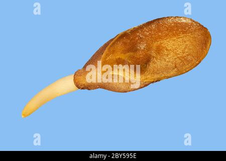 Lino comune (Linum usitatissimum), germinante, su fondo blu Foto Stock