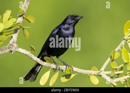 Il cowbird lucido (Molothrus bonariensis), maschio siede su una filiale, USA, Florida Foto Stock