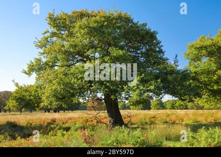 Quercia (Quercus spec.), in un prato estivo, Regno Unito, Inghilterra, Richmond Park Foto Stock