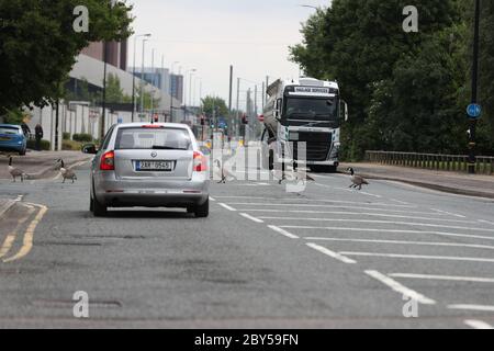 Una gangle di oche attraversa una strada a Manchester, fermandosi. Foto Stock