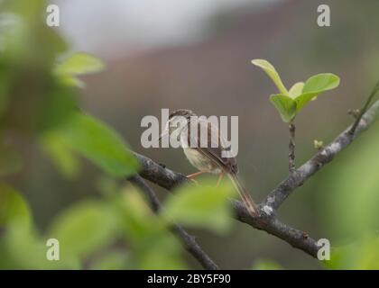 Prinia seduta sul singolo ramo di albero con bellissimo sfondo verde. Foto Stock